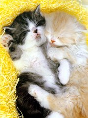 Gatti (17)